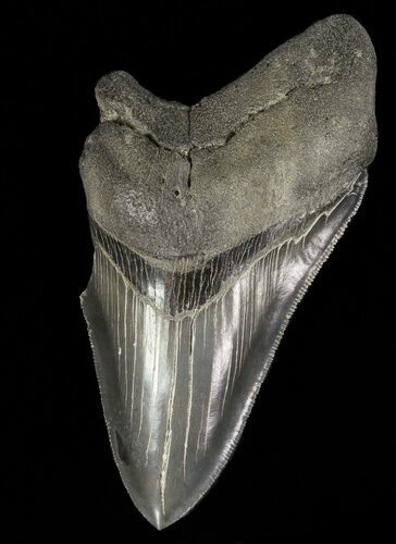 Partial, Megalodon Tooth - Sharp Serrations #61662